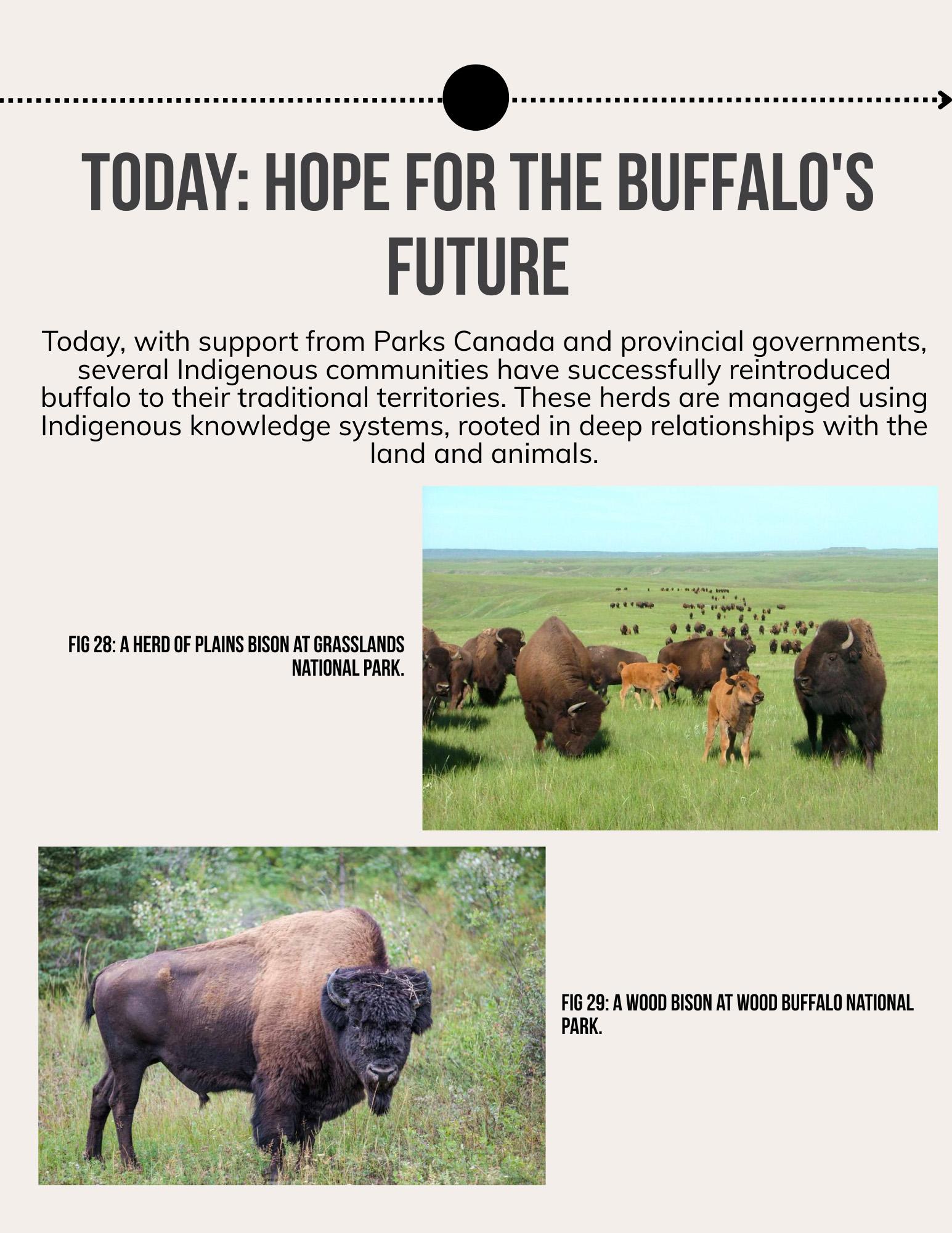 Lii Buflo: A Métis Way of Life - Page 32